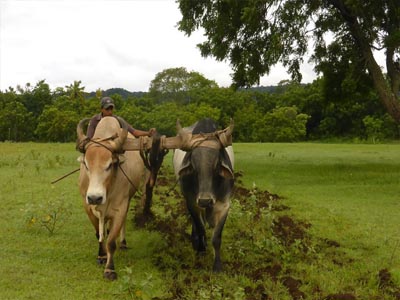 Museo Agrario Museo Agrario