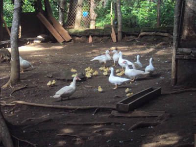Aves de patio Aves de Patio