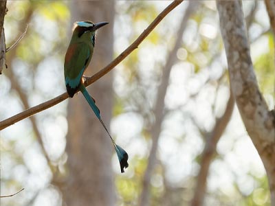 Ave Trogon(Trogonidaes) Ave Trogon(Trogonidaes)