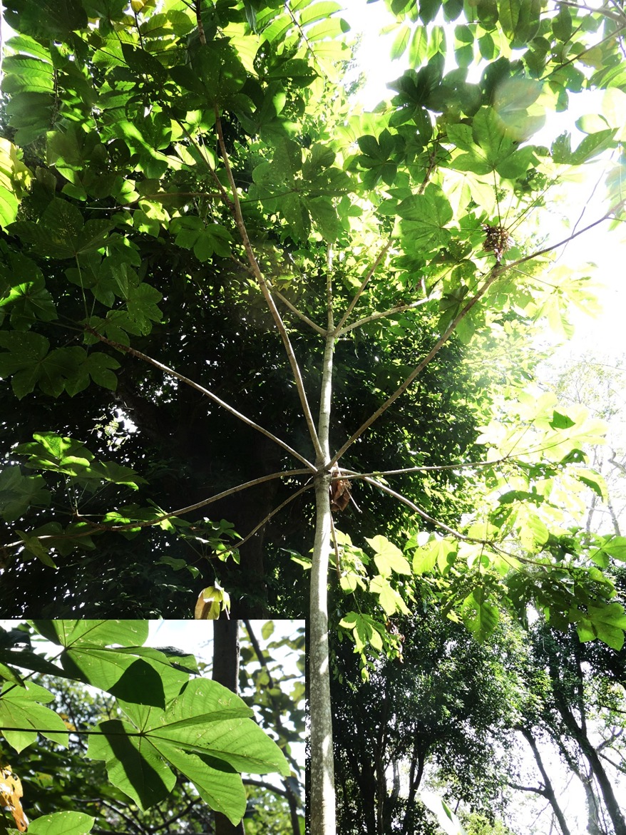Tenemos un nuevo habitante en Flor de Pochote!