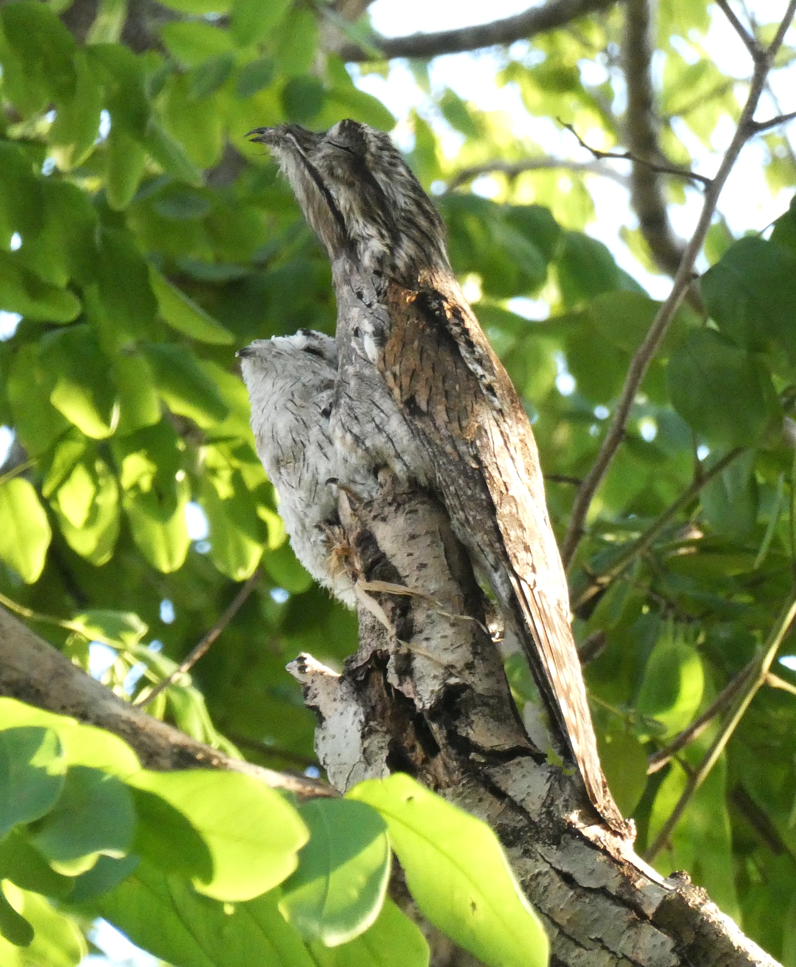 Pajaro Estaca
